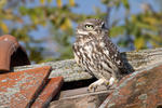 Little Owl