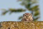 Little Owl