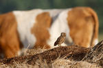 Little Owl