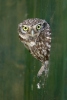 Little Owl