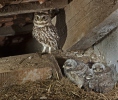 Little Owl