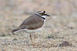 Little Ringed Plover