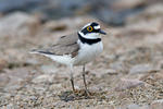 Little Ringed Plover