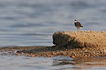 Little Ringed Plover