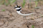 Little Ringed Plover