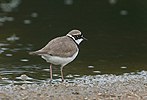 Little Ringed Plover