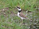 Little Ringed Plover