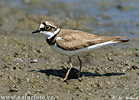 Little Ringed Plover