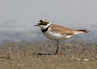 Little Ringed Plover