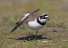 Little Ringed Plover