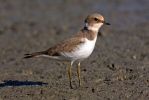 Little Ringed Plover