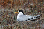Little Tern