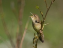 Locustella naevia