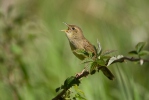 Locustella naevia