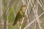 Locustella naevia