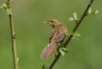 Locustella naevia