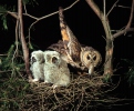 Long-eared Owl