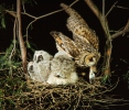 Long-eared Owl