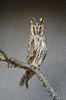 Long-eared Owl