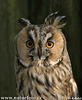 Long-eared Owl