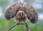 Long-eared Owl