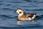 Long Tailed Duck