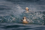 Long Tailed Duck