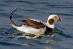 Long Tailed Duck