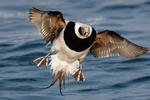 Long Tailed Duck