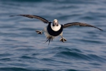 Long Tailed Duck