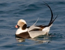 Long Tailed Duck