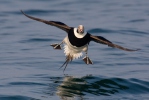 Long Tailed Duck