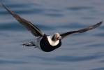 Long Tailed Duck