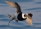 Long Tailed Duck