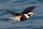 Long Tailed Duck