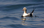 Long Tailed Duck