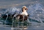 Long Tailed Duck