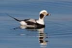 Long Tailed Duck