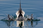 Long Tailed Duck