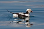 Long Tailed Duck