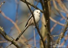 Long-tailed Tit