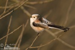 Long-tailed Tit