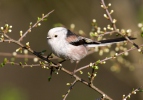 Long-tailed Tit