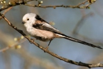 Long-tailed Tit