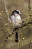 Long-tailed Tit