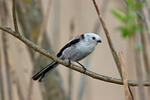 Long-tailed Tit