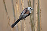 Long-tailed Tit