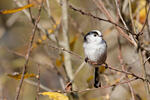 Long-tailed Tit