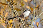 Long-tailed Tit