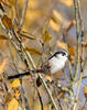 Long-tailed Tit